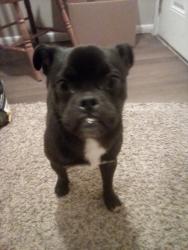 Found/Stray Male Dog last seen Yale & Santa Clara Ave, Albuquerque, NM 87106