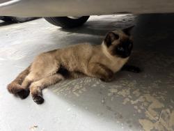 Found/Stray Female Cat last seen 62nd and Karen, Palmdale, CA 93551