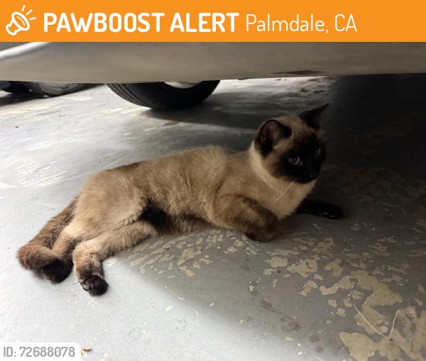 Found/Stray Female Cat last seen 62nd and Karen, Palmdale, CA 93551