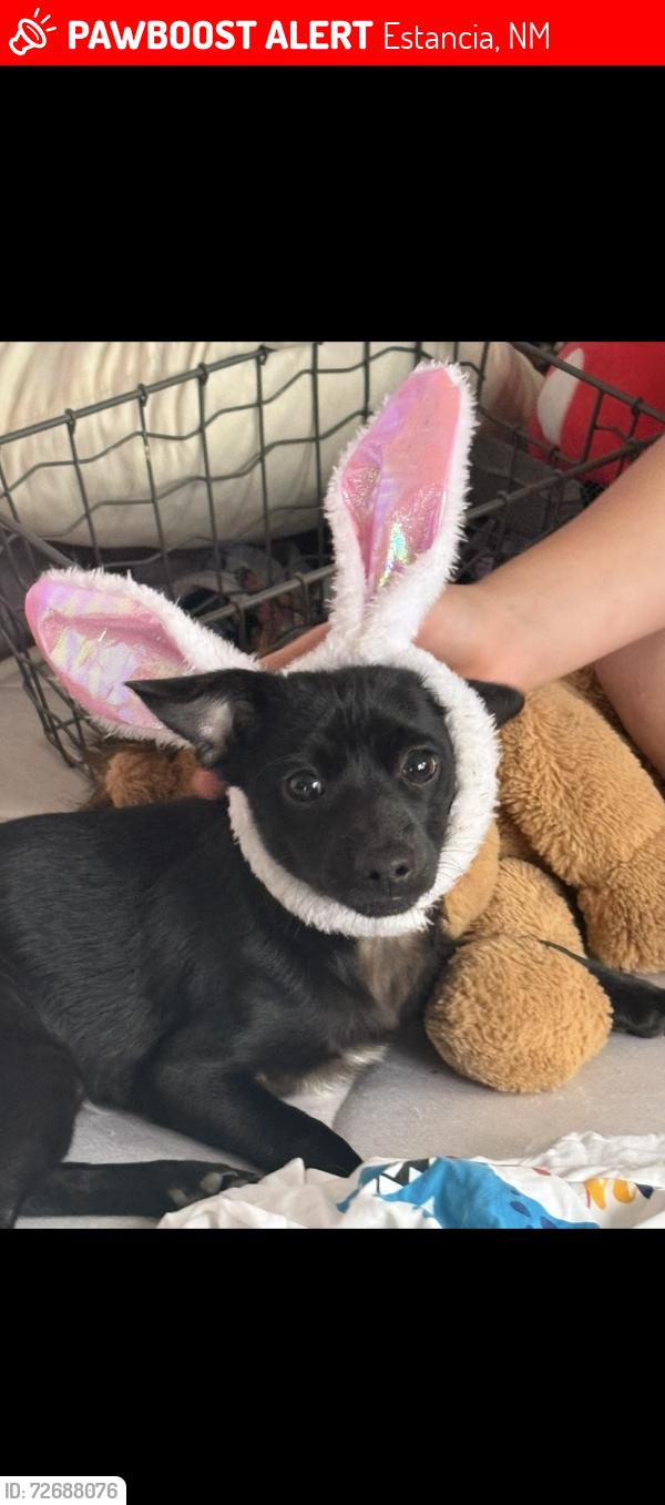 Lost Male Dog last seen Highway 337 and highway 55 nearest main intersection less than a mile away, Estancia, NM 87016