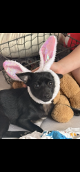 Lost Male Dog last seen Highway 337 and highway 55 nearest main intersection less than a mile away, Estancia, NM 87016