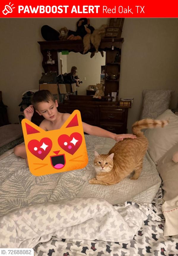 Lost Male Cat last seen S Hampton Rd, Red Oak, TX 75154