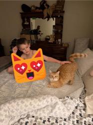Lost Male Cat last seen S Hampton Rd, Red Oak, TX 75154