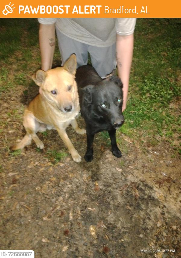 Found/Stray Male Dog last seen Old dixiana rd, Bradford, AL 35126