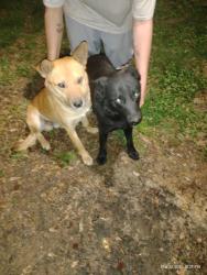 Found/Stray Male Dog last seen Old dixiana rd, Bradford, AL 35126