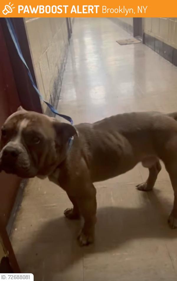 Found/Stray Male Dog last seen Brownsville Brooklyn , Brooklyn, NY 11212