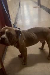Found/Stray Male Dog last seen Brownsville Brooklyn , Brooklyn, NY 11212