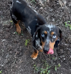 Lost Female Dog last seen Harvey and Main, McAllen, TX 78501