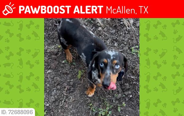 Lost Female Dog last seen Harvey and Main, McAllen, TX 78501