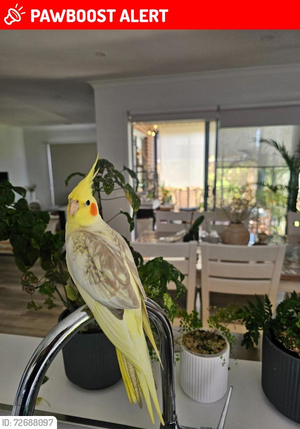 Lost Female Bird last seen Boundry Rd Near Iona collage, Armstrong Creek, VIC 3217