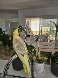 Lost Female Bird last seen Boundry Rd Near Iona collage, Armstrong Creek, VIC 3217