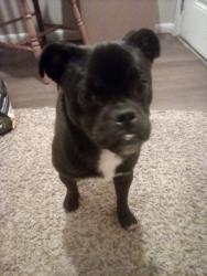 Found/Stray Male Dog last seen Yale,  Santa Clara, erson, Albuquerque, NM 87106