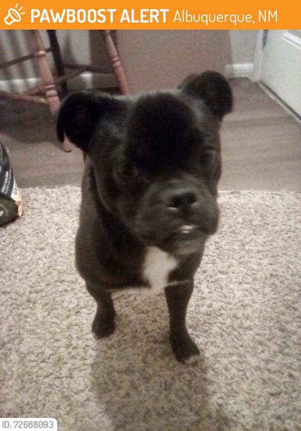Found/Stray Male Dog last seen Yale,  Santa Clara, erson, Albuquerque, NM 87106