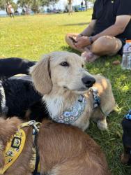Lost Male Dog last seen Tamborine National Park, Tamborine, QLD 4270