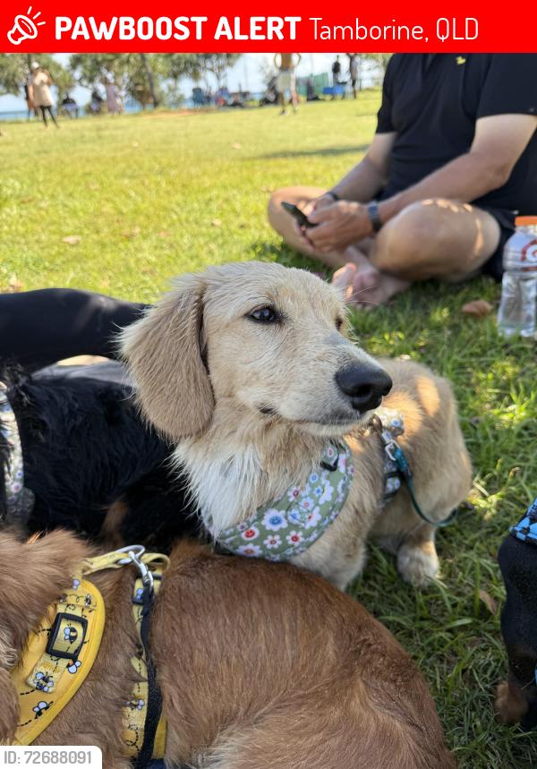 Lost Male Dog last seen Tamborine National Park, Tamborine, QLD 4270