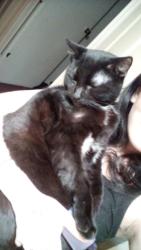 Lost Male Cat last seen Westerville, ohio, Westerville, OH 43081