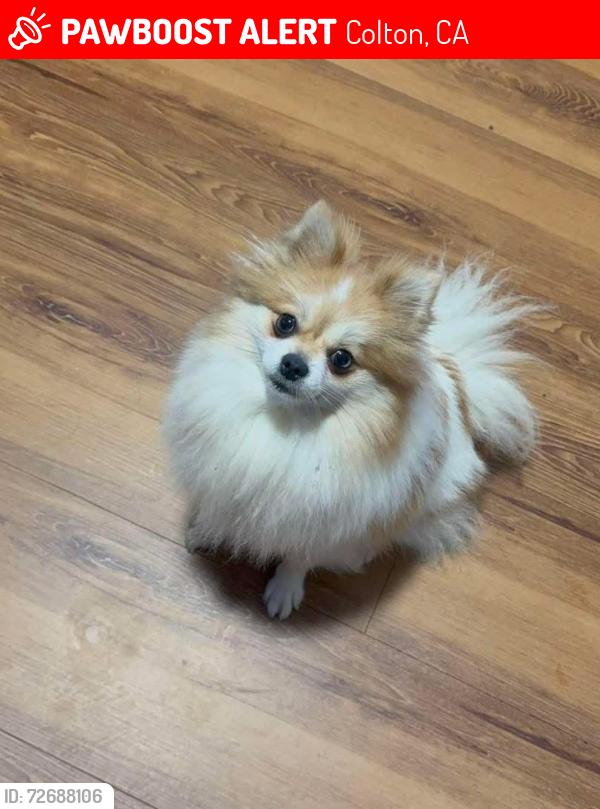 Lost Female Dog last seen Mt vernon and 2nd st, Colton, CA 92324