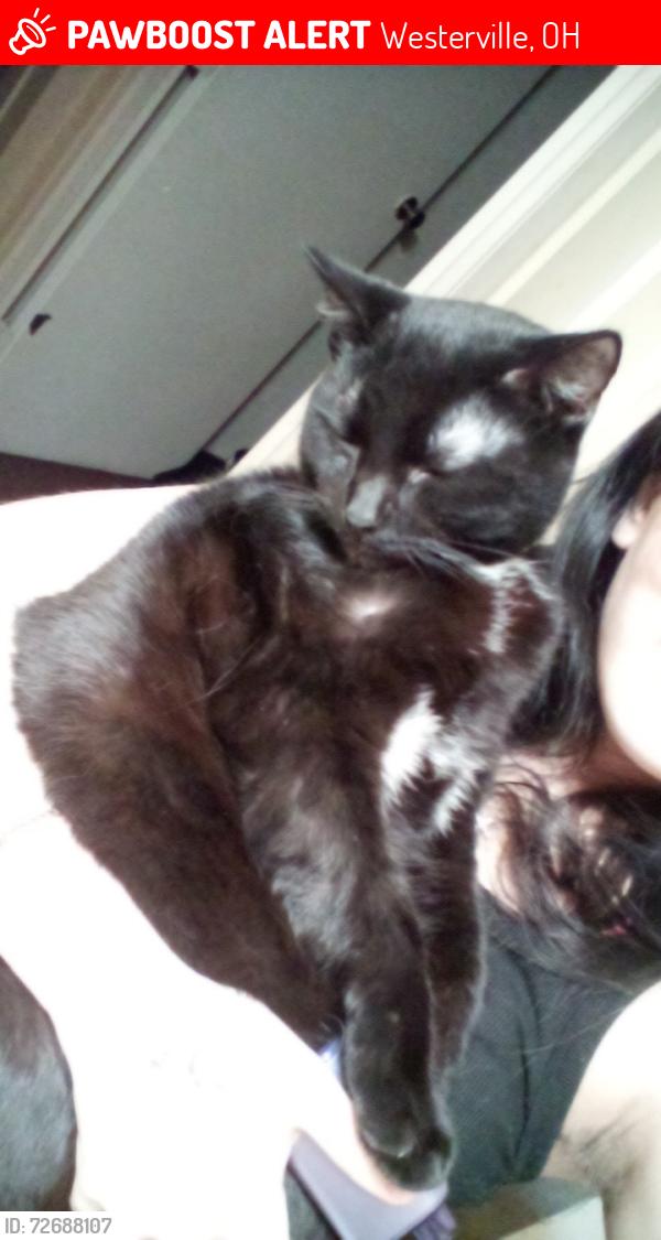 Lost Male Cat last seen Westerville, ohio, Westerville, OH 43081