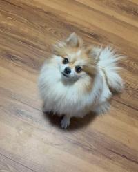 Lost Female Dog last seen Mt vernon and 2nd st, Colton, CA 92324