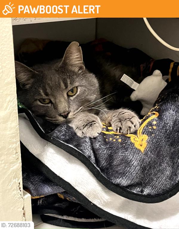 Found/Stray Male Cat last seen River oaks subdivision , Dearborn Heights, MI 48127
