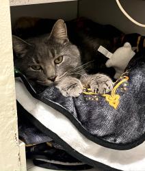 Found/Stray Male Cat last seen River oaks subdivision , Dearborn Heights, MI 48127