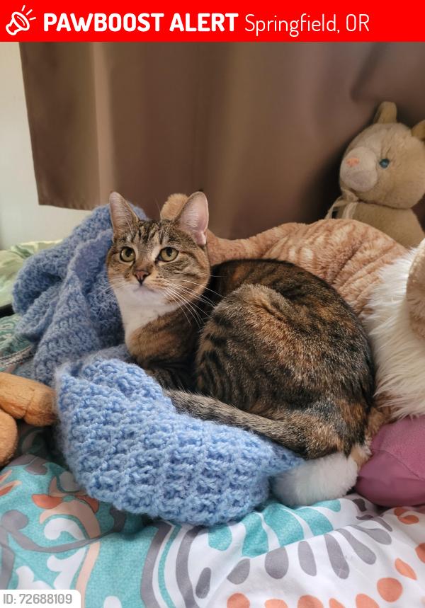 Lost Female Cat last seen 16th and S streets, Springfield, OR 97477
