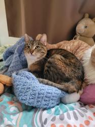 Lost Female Cat last seen 16th and S streets, Springfield, OR 97477