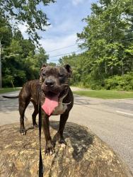 Lost Female Dog last seen Solon rd, Randolph rd, Bedford Heights, OH 44146