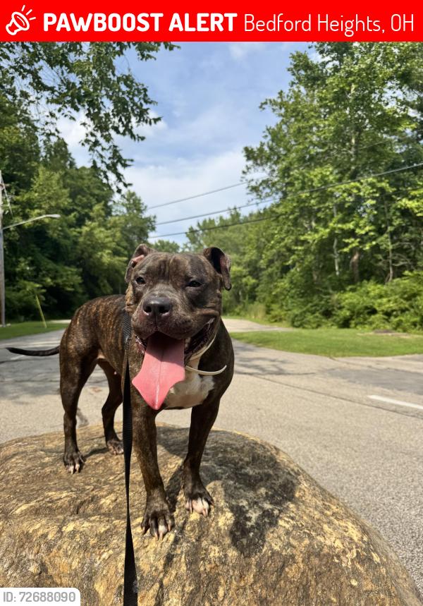 Lost Female Dog last seen Solon rd, Randolph rd, Bedford Heights, OH 44146