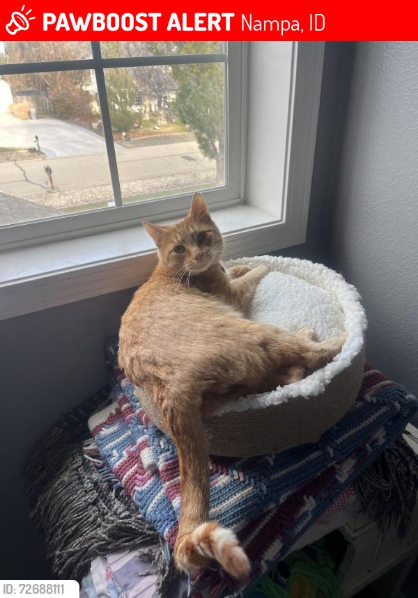 Lost Male Cat last seen East valley middle school, Nampa, ID 83686