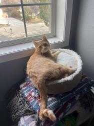 Lost Male Cat last seen East valley middle school, Nampa, ID 83686