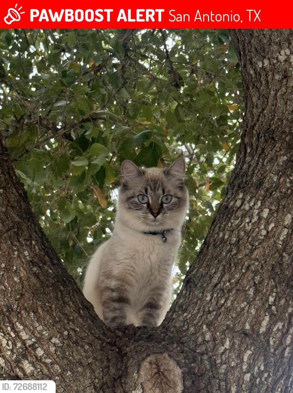Lost Female Cat last seen Maple silver, San Antonio, TX 78254