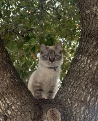 Lost Female Cat last seen Maple silver, San Antonio, TX 78254