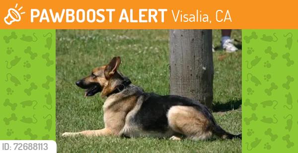 Found/Stray Female Dog last seen Betty drive where Starbucks is and subway, Visalia, CA 93291