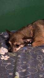 Found/Stray Female Dog last seen Near Olympic crescent , London, ON N6G 3P4
