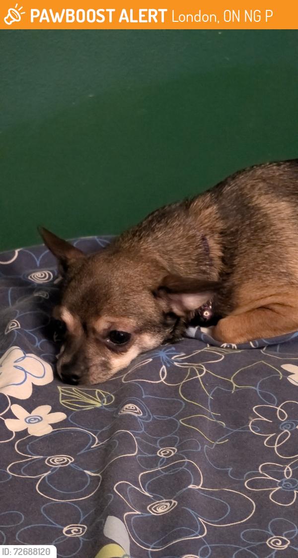 Found/Stray Female Dog last seen Near Olympic crescent , London, ON N6G 3P4