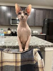 Lost Female Cat last seen Treble clef ave, Las Vegas, NV 89139