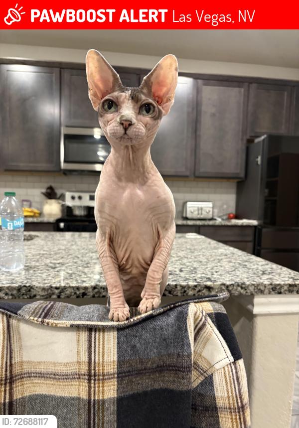 Lost Female Cat last seen Treble clef ave, Las Vegas, NV 89139