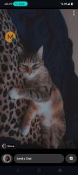 Lost Female Cat last seen Trailer park, Nampa, ID 83687
