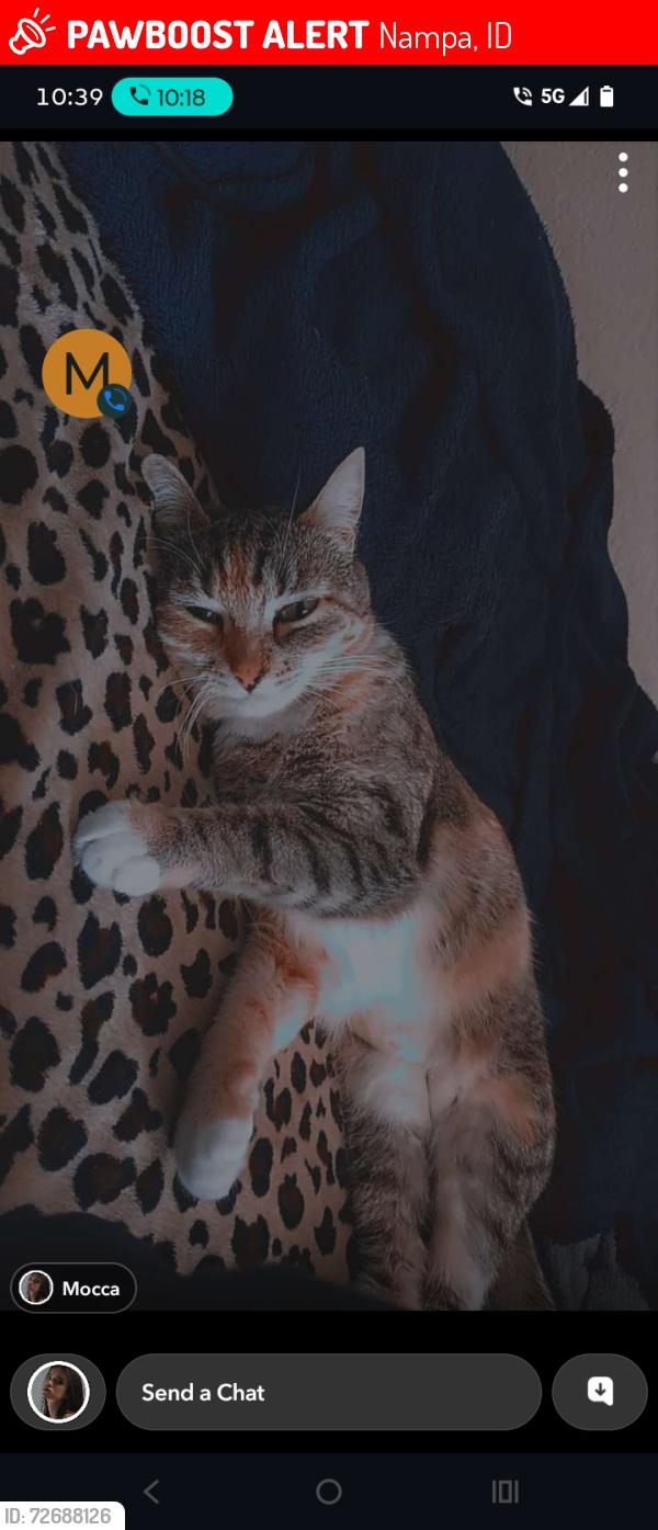 Lost Female Cat last seen Trailer park, Nampa, ID 83687