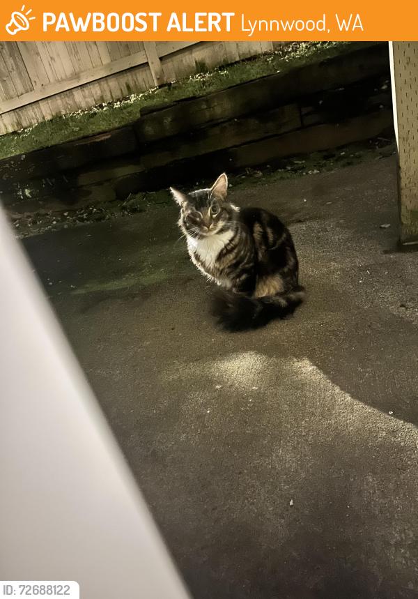 Found/Stray Unknown Cat last seen Heather Ridge apmt complex right across the street from Edmonds College, Lynnwood, WA 98036