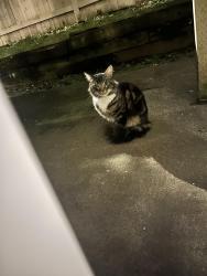 Found/Stray Unknown Cat last seen Heather Ridge apmt complex right across the street from Edmonds College, Lynnwood, WA 98036