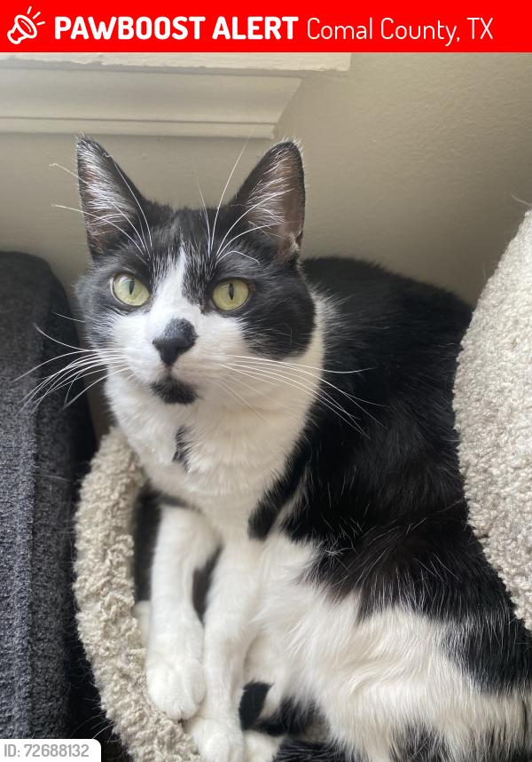 Lost Male Cat last seen steeltrails neighborhood, Comal County, TX 78124