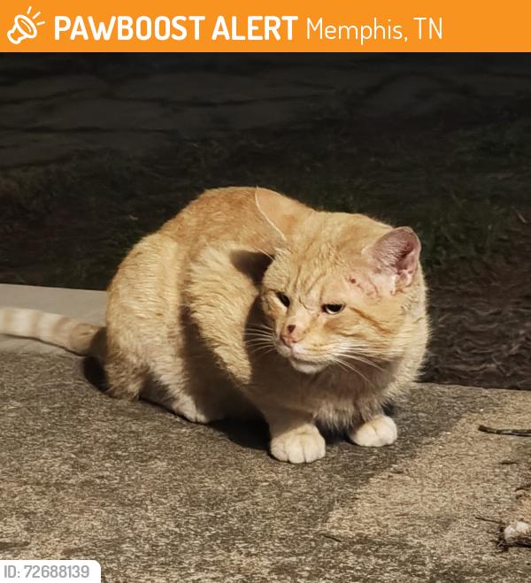 Found/Stray Male Cat last seen Midtown church of Christ, Memphis, TN 38104
