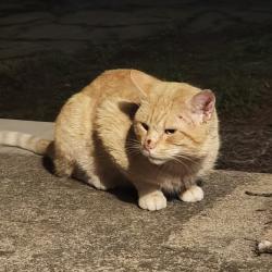 Found/Stray Male Cat last seen Midtown church of Christ, Memphis, TN 38104