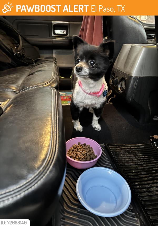 Found/Stray Female Dog last seen Loma verde and Rancho grande, El Paso, TX 79936