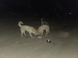 Found/Stray Unknown Dog last seen avenue H 50th st E lancaster CA, Los Angeles County, CA 93535