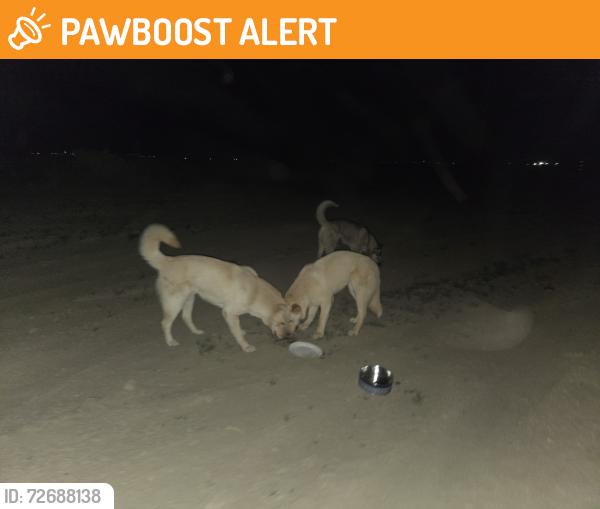Found/Stray Unknown Dog last seen avenue H 50th st E lancaster CA, Los Angeles County, CA 93535