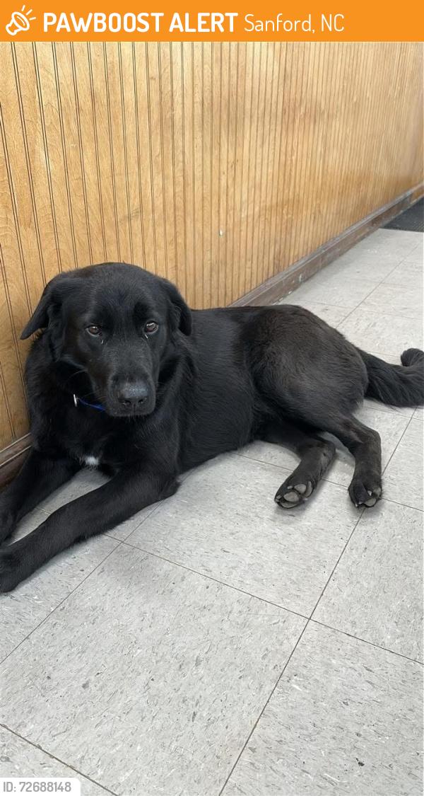 Found/Stray Female Dog last seen Near westover Dr. Sanford, NC , Sanford, NC 27330