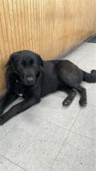 Found/Stray Female Dog last seen Near westover Dr. Sanford, NC , Sanford, NC 27330